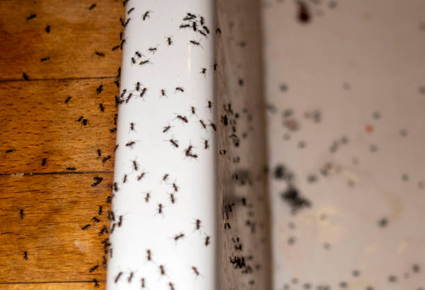 Best Wildlife Control Services  in Resaca, GA