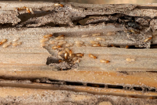 Best Wasp Removal Services  in Resaca, GA